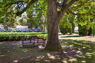 Fototapeta na wymiar Vergelegen Wine Estate with its famous camphor trees - Cinnamomum camphora