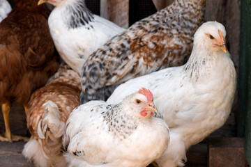 Complimentary assortment of chicken at a traditional poultry farm