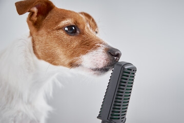Jack Russell terrier dog speak with microphone on white background