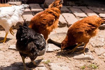 Complimentary assortment of chicken at a traditional poultry farm