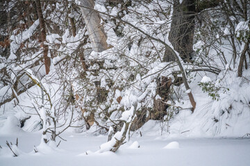 Die Natur befindet sich im Winterschlaf. Diffuses Licht lässt die Motive in fast monochromen Farben erscheinen. Die Ruhe lädt ein Details ohne Hast zu erkunden, der Phantasie ihren Lauf zu lassen.