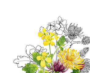 Hand drawn  watercolor and line flowers -  calendula, thistle and dandelion