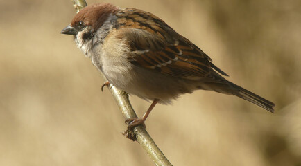 House sparrow aiming for food on a branch