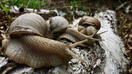 Journey of snails