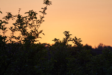 Sunset colors with summertime leafs silhouettes.