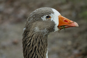 Greylag goose closeup head