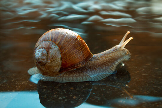 Journey of snails