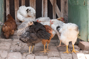 Complimentary assortment of chicken at a traditional poultry farm