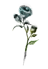 Burdock branch hand drawn. Medical plant.Greater burdock.Honey herb, Agrimony Wild plant thistle, bloodthirsty. Inflorescence, flowers.burdock or arctium.Watercolor colorful spot, place for text. Logo