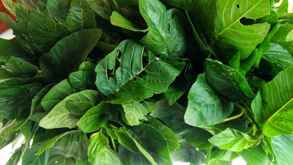 Fototapeta na wymiar freshly picked spinach fresh spinach ready to cook