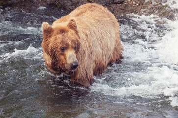 Bear on Alaska