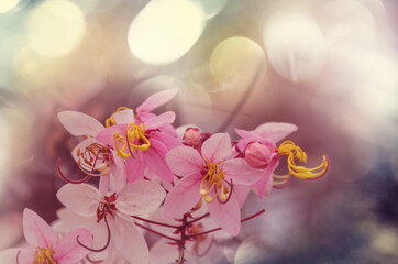 Blossoming cassia