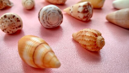 Sea ​​animal shells, nature concept suitable for backgrounds and wallpapers. Patinopecten...