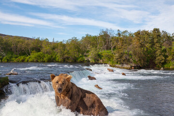 Bear on Alaska