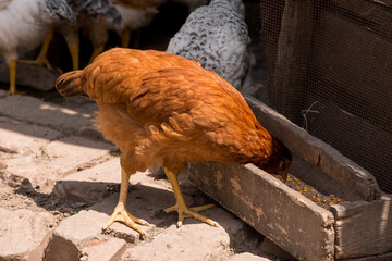 Complimentary assortment of chicken at a traditional poultry farm