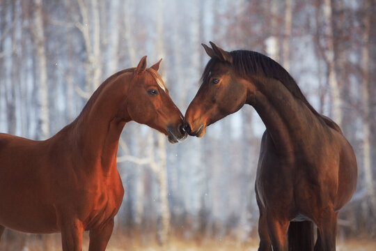 Holstein horse