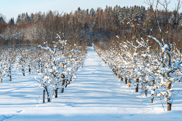 Apple orchard in winter. Apple trees under the snow
