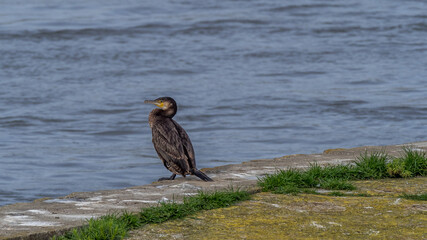a cormorant is resting on a bank on the Rhone riverside