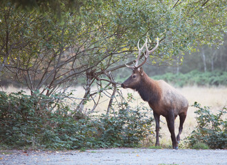 Elk