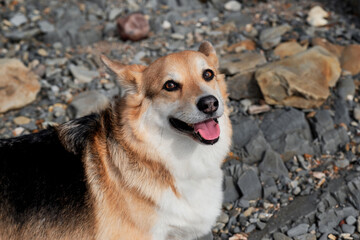 Popular breed of dog is corgi. Welsh Corgi Pembroke tricolor on beach, close up portrait. Charming little short legged British Shepherd.