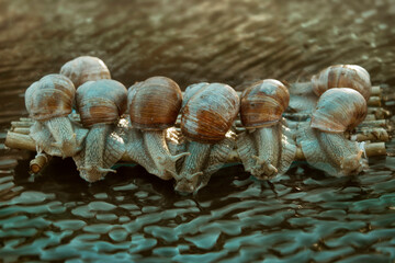 Journey of snails