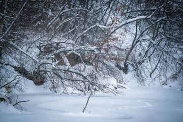 Die Natur befindet sich im Winterschlaf. Diffuses Licht lässt die Motive in fast monochromen Farben erscheinen. Die Ruhe lädt ein Details ohne Hast zu erkunden, der Phantasie ihren Lauf zu lassen.