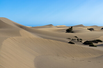 Fototapeta na wymiar Sahara desert dunes oasis