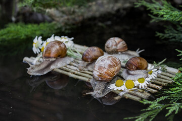 Journey of snails