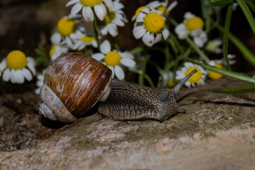 Journey of snails