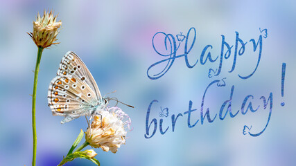 Happy birthday butterfly greeting card or poster. Adonis blue butterfly on a wild meadow flower on blurred blue background. 