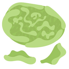 green cabbage, fresh salad, vegetable, vector element in flat style