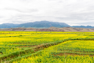 Qilian prairie, Qinghai Province, China
