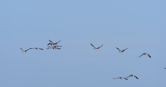 The greylag goose flying above the wetland Crna Mlaka