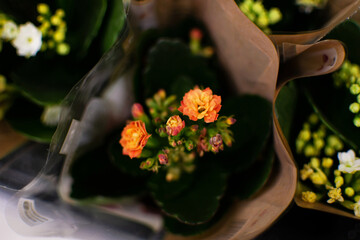 Little orange begonia flowers in a bouquet