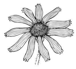 Contour botanical drawing of arnica mountain