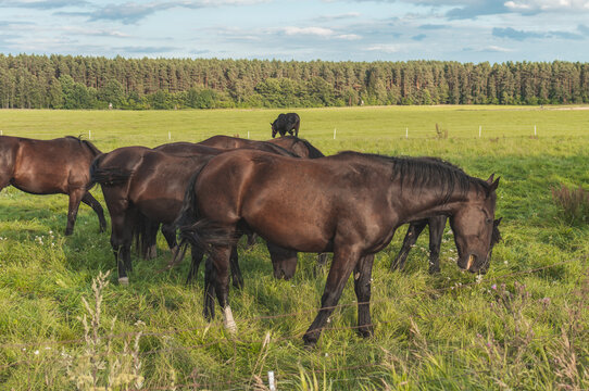 beautiful horses walking in the clearing during the summer