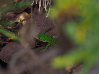 Hidden lizard, Yucatan peninsula.