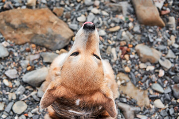 Dog enjoys life with his eyes closed and pink tongue sticking out. Corgi on pebble beach. Charming portrait of Pembroke tricolor Welsh corgi from unusual angle top view.