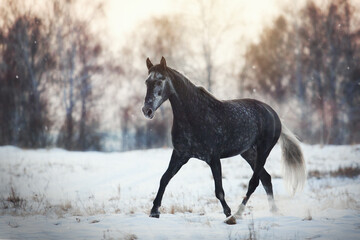 Fototapeta na wymiar Orlov Trotter horse