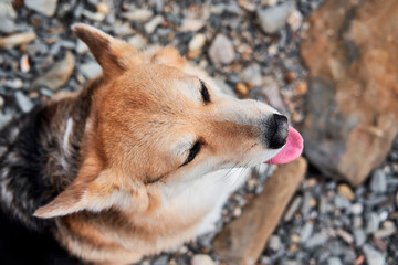 Dog enjoys life with his eyes closed and pink tongue sticking out. Corgi on pebble beach. Charming portrait of Pembroke tricolor Welsh corgi from unusual angle top view.