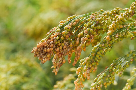 Plant of Panicum Miliaceum, commonly known as Proso Millet or Common Millet, on a blurry yellow green color background, close up