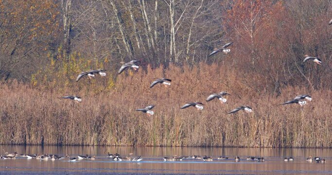 The greylag goose flying above the wetland Crna Mlaka