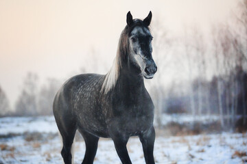 Obraz na płótnie Canvas Orlov Trotter horse