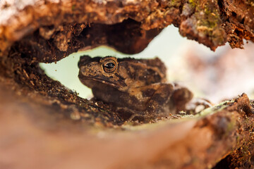 The Swamp Frog with The Rough Skin