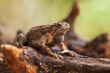 The Swamp Frog with The Rough Skin