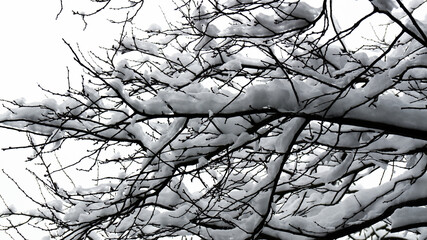 Tree branches that are covered with snow