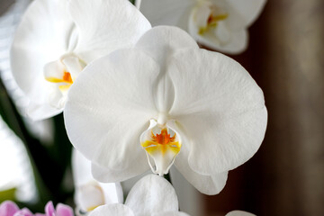 Fototapeta na wymiar Large white orchid phalaenopsis blooms on the windowsill