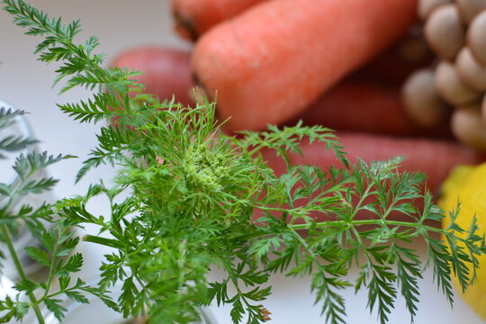 1 2 Best 水耕栽培images Stock Photos Vectors Adobe Stock