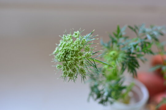 1 293 Best 水耕栽培images Stock Photos Vectors Adobe Stock