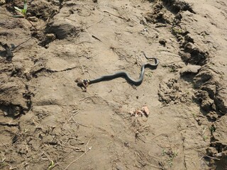 The little one is already eating the frog.